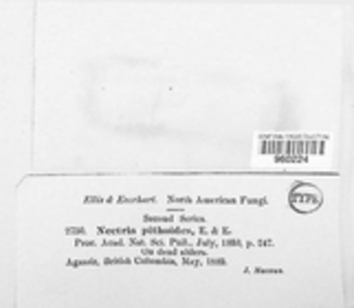 Pseudocosmospora pithoides image